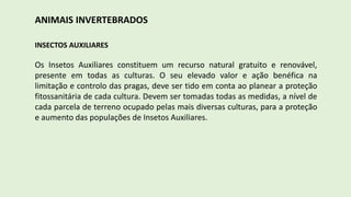 ANIMAIS INVERTEBRADOS
INSECTOS AUXILIARES
Os Insetos Auxiliares constituem um recurso natural gratuito e renovável,
presente em todas as culturas. O seu elevado valor e ação benéfica na
limitação e controlo das pragas, deve ser tido em conta ao planear a proteção
fitossanitária de cada cultura. Devem ser tomadas todas as medidas, a nível de
cada parcela de terreno ocupado pelas mais diversas culturas, para a proteção
e aumento das populações de Insetos Auxiliares.
 