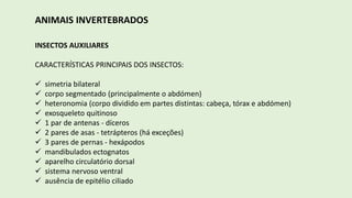 ANIMAIS INVERTEBRADOS
INSECTOS AUXILIARES
CARACTERÍSTICAS PRINCIPAIS DOS INSECTOS:
 simetria bilateral
 corpo segmentado (principalmente o abdómen)
 heteronomia (corpo dividido em partes distintas: cabeça, tórax e abdómen)
 exosqueleto quitinoso
 1 par de antenas - díceros
 2 pares de asas - tetrápteros (há exceções)
 3 pares de pernas - hexápodos
 mandibulados ectognatos
 aparelho circulatório dorsal
 sistema nervoso ventral
 ausência de epitélio ciliado
 