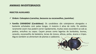 ANIMAIS INVERTEBRADOS
INSECTOS AUXILIARES
 Ordem: Coleoptera (carochas, besouros ou escaravelhos, joaninhas)
 Família CARABIDAE (Carabídeos): Os carabídeos são coleópteros alongados e
bastante achatados com patas longas. A maioria é ativa de noite. Os adultos
raramente voam mas podem correr rapidamente, muitas vezes escondem-se sob as
pedras, entulhos ou cepos. Caçam presas como lagartas de borboleta, lesmas,
caracóis, escaravelho da batateira, larvas de mosca, alticas, psilas, ácaros e tripes.
Alguns também se alimentam de plantas e cadáveres.
 