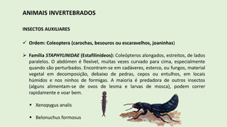 ANIMAIS INVERTEBRADOS
INSECTOS AUXILIARES
 Ordem: Coleoptera (carochas, besouros ou escaravelhos, joaninhas)
 Família STAPHYLINIDAE (Estafilinídeos): Coleópteros alongados, estreitos, de lados
paralelos. O abdómen é flexível, muitas vezes curvado para cima, especialmente
quando são perturbados. Encontram-se em cadáveres, esterco, ou fungos, material
vegetal em decomposição, debaixo de pedras, cepos ou entulhos, em locais
húmidos e nos ninhos de formigas. A maioria é predadora de outros insectos
(alguns alimentam-se de ovos de lesma e larvas de mosca), podem correr
rapidamente e voar bem.
 Xenopygus analis
 Belonuchus formosus
 
