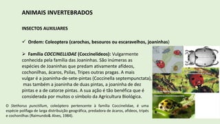 ANIMAIS INVERTEBRADOS
INSECTOS AUXILIARES
 Ordem: Coleoptera (carochas, besouros ou escaravelhos, joaninhas)
 Família COCCINELLIDAE (Coccinelídeos): Vulgarmente
conhecida pela família das Joaninhas. São inúmeras as
espécies de Joaninhas que predam ativamente afídeos,
cochonilhas, ácaros, Psilas, Tripes outras pragas. A mais
vulgar é a joaninha-de-sete-pintas (Coccinella septempunctata),
mas também a joaninha de duas pintas, a joaninha de dez
pintas e a de catorze pintas. A sua ação é tão benéfica que é
considerada por muitos o símbolo da Agricultura Biológica.
O Stethorus punctillum, coleóptero pertencente à família Coccinelidae, é uma
espécie polífaga de larga distribuição geográfica, predadora de ácaros, afídeos, tripés
e cochonilhas (Raimundo& Alves, 1984).
 