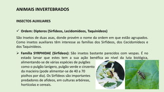 ANIMAIS INVERTEBRADOS
INSECTOS AUXILIARES
 Ordem: Dipteros (Sirfídeos, Lecidomídeos, Taquinídeos)
São Insetos de duas asas, donde provém o nome da ordem em que estão agrupados.
Como insetos auxiliares têm interesse as famílias dos Sirfídeos, dos Cecidomídeos e
dos Taquinídeos.
 Família SYRPHIDAE (Sirfídeos): São insetos bastante parecidos com vespas. É no
estado larvar que estes tem a sua ação benéfica ao nível da luta biológica,
alimentando-se de várias espécies de pulgões
como o pulgão lanígero, pulgão verde e cinzento
da macieira (pode alimentar-se de 40 a 70
piolhos por dia). Os Sirfídeos são importantes
predadores de afídeos, em culturas arbóreas,
hortícolas e cereais.
 