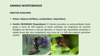 ANIMAIS INVERTEBRADOS
INSECTOS AUXILIARES
 Ordem: Dipteros (Sirfídeos, Lecidomídeos, Taquinídeos)
 Família TACHINIDAE (Taquinideos): O Homem percebeu as potencialidades deste
grupo e cerca de 100 espécies já foram utilizadas em programas de controlo
biológico em florestas e culturas agrícolas. A maioria dos taquinídeos parasitam o
estado larvar dos seus hospedeiros mas cerca de 5 a 10% das espécies parasitam
adultos.
 