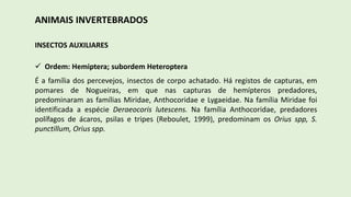 ANIMAIS INVERTEBRADOS
INSECTOS AUXILIARES
 Ordem: Hemiptera; subordem Heteroptera
É a família dos percevejos, insectos de corpo achatado. Há registos de capturas, em
pomares de Nogueiras, em que nas capturas de hemípteros predadores,
predominaram as famílias Miridae, Anthocoridae e Lygaeidae. Na família Miridae foi
identificada a espécie Deraeocoris lutescens. Na família Anthocoridae, predadores
polífagos de ácaros, psilas e tripes (Reboulet, 1999), predominam os Orius spp, S.
punctillum, Orius spp.
 