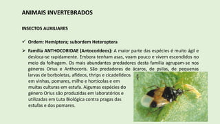 ANIMAIS INVERTEBRADOS
INSECTOS AUXILIARES
 Ordem: Hemiptera; subordem Heteroptera
 Família ANTHOCORIDAE (Antocorideos): A maior parte das espécies é muito ágil e
desloca-se rapidamente. Embora tenham asas, voam pouco e vivem escondidos no
meio da folhagem. Os mais abundantes predadores desta família agrupam-se nos
géneros Orius e Anthocoris. São predadores de ácaros, de psilas, de pequenas
larvas de borboletas, afídeos, thrips e cicadelídeos
em vinhas, pomares, milho e hortícolas e em
muitas culturas em estufa. Algumas espécies do
género Orius são produzidas em laboratórios e
utilizadas em Luta Biológica contra pragas das
estufas e dos pomares.
 