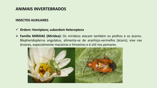ANIMAIS INVERTEBRADOS
INSECTOS AUXILIARES
 Ordem: Hemiptera; subordem Heteroptera
 Familia MIRIDAE (Miridea): Os mirideos atacam também os piolhos e os ácaros.
Blepharidopterus angulatus, alimenta-se de aranhiço-vermelho (ácaro); vive nas
árvores, especialmente macieiras e limoeiros e é útil nos pomares.
 