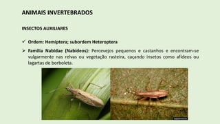 ANIMAIS INVERTEBRADOS
INSECTOS AUXILIARES
 Ordem: Hemiptera; subordem Heteroptera
 Familia Nabidae (Nabídeos): Percevejos pequenos e castanhos e encontram-se
vulgarmente nas relvas ou vegetação rasteira, caçando insetos como afídeos ou
lagartas de borboleta.
 