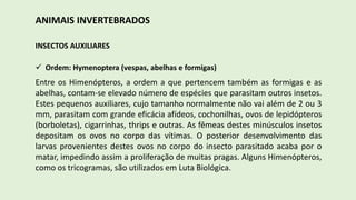 ANIMAIS INVERTEBRADOS
INSECTOS AUXILIARES
 Ordem: Hymenoptera (vespas, abelhas e formigas)
Entre os Himenópteros, a ordem a que pertencem também as formigas e as
abelhas, contam-se elevado número de espécies que parasitam outros insetos.
Estes pequenos auxiliares, cujo tamanho normalmente não vai além de 2 ou 3
mm, parasitam com grande eficácia afídeos, cochonilhas, ovos de lepidópteros
(borboletas), cigarrinhas, thrips e outras. As fêmeas destes minúsculos insetos
depositam os ovos no corpo das vítimas. O posterior desenvolvimento das
larvas provenientes destes ovos no corpo do insecto parasitado acaba por o
matar, impedindo assim a proliferação de muitas pragas. Alguns Himenópteros,
como os tricogramas, são utilizados em Luta Biológica.
 