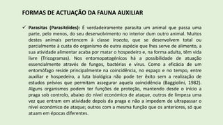 FORMAS DE ACTUAÇÃO DA FAUNA AUXILIAR
 Parasitas (Parasitóides): É verdadeiramente parasita um animal que passa uma
parte, pelo menos, do seu desenvolvimento no interior dum outro animal. Muitos
destes animais pertencem à classe Insecta, que se desenvolvem total ou
parcialmente à custa do organismo de outra espécie que lhes serve de alimento, a
sua atividade alimentar acaba por matar o hospedeiro e, na forma adulta, têm vida
livre (Tricogramas). Nos entomopatogénicos há a possibilidade de atuação
essencialmente através de fungos, bactérias e vírus. Como a eficácia de um
entomófago reside principalmente na coincidência, no espaço e no tempo, entre
auxiliar e hospedeiro, a luta biológica não pode ter êxito sem a realização de
estudos prévios que permitam assegurar aquela coincidência (Baggiolini, 1982).
Alguns organismos podem ter funções de proteção, mantendo desde o início a
praga sob controlo, abaixo do nível económico de ataque, outros de limpeza uma
vez que entram em atividade depois da praga e não a impedem de ultrapassar o
nível económico de ataque; outros com a mesma função que os anteriores, só que
atuam em épocas diferentes.
 