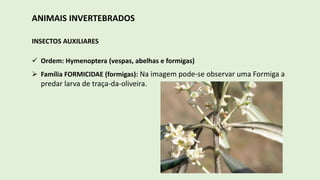 ANIMAIS INVERTEBRADOS
INSECTOS AUXILIARES
 Ordem: Hymenoptera (vespas, abelhas e formigas)
 Família FORMICIDAE (formigas): Na imagem pode-se observar uma Formiga a
predar larva de traça-da-oliveira.
 