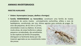 ANIMAIS INVERTEBRADOS
INSECTOS AUXILIARES
 Ordem: Hymenoptera (vespas, abelhas e formigas)
 Família HEMEROBIIDAE ou hemeróbios: constituem uma família de insetos
predadores de outros insetos - principalmente cochonilhas, afídios e ovos de
lepidópteros, constituindo, por isso, ótimos agentes para controlo de pragas. Os
ovos são pequenos, de 0,5 mm a 1,0 mm,
amarelados e ovais ou elípticos. As larvas,
muito ativas, de corpo fusiforme e cabeça
pequena e arredondada, são semelhantes
às das espécies da família Chrysopidae,
distinguem-se facilmente destas por não
trazerem agarrados ao seu revestimento restos
das presas.
 