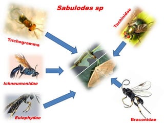 Sabulodes sp




Ichneumonidae




    Eulophydae                  Braconidae
 