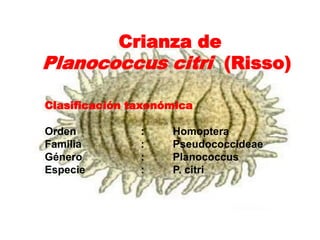 Crianza de
Planococcus citri (Risso)

Clasificación taxonómica

Orden          :    Homoptera
Familia        :    Pseudococcideae
Género         :    Planococcus
Especie        :    P. citri
 