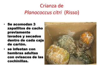 Crianza de
          Planococcus citri (Risso)

• Se acomodan 3
  zapallitos de cacho
  previamente
  lavados y secados
  dentro de cada caja
  de cartón.
• se infestan con
  hembras adultas
  con ovisacos de las
  cochinillas.
 