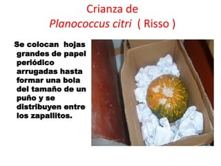 Crianza de
        Planococcus citri ( Risso )
Se colocan hojas
grandes de papel
periódico
arrugadas hasta
formar una bola
del tamaño de un
puño y se
distribuyen entre
los zapallitos.
 