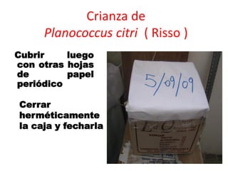 Crianza de
     Planococcus citri ( Risso )
Cubrir    luego
con otras hojas
de        papel
periódico

Cerrar
herméticamente
la caja y fecharla
 