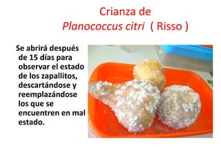 Crianza de
            Planococcus citri ( Risso )
Se abrirá después
 de 15 días para
 observar el estado
 de los zapallitos,
 descartándose y
 reemplazándose
 los que se
 encuentren en mal
 estado.
 