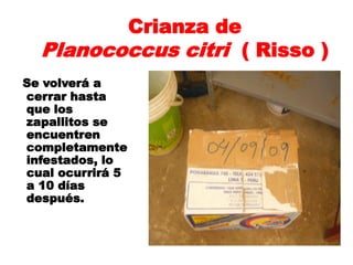 Crianza de
  Planococcus citri ( Risso )
Se volverá a
cerrar hasta
que los
zapallitos se
encuentren
completamente
infestados, lo
cual ocurrirá 5
a 10 días
después.
 