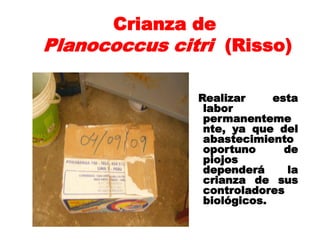 Crianza de
Planococcus citri (Risso)

               Realizar     esta
                labor
                permanenteme
                nte, ya que del
                abastecimiento
                oportuno      de
                piojos
                dependerá     la
                crianza de sus
                controladores
                biológicos.
 