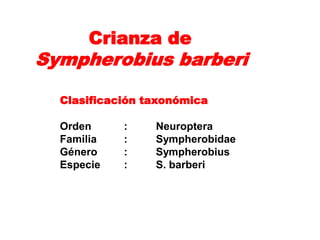 Crianza de
Sympherobius barberi

  Clasificación taxonómica

  Orden     :    Neuroptera
  Familia   :    Sympherobidae
  Género    :    Sympherobius
  Especie   :    S. barberi
 
