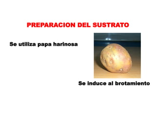PREPARACION DEL SUSTRATO


Se utiliza papa harinosa




                           Se induce al brotamiento
 