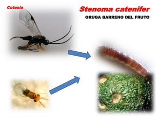 Cotesia
          Stenoma catenifer
           ORUGA BARRENO DEL FRUTO
 