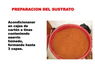 PREPARACION DEL SUSTRATO


Acondicionanar
en cajas de
cartón o tinas
conteniendo
aserrín
húmedo,
formando hasta
3 capas.
 