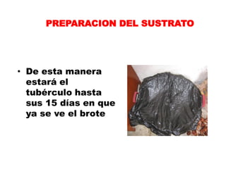 PREPARACION DEL SUSTRATO




• De esta manera
  estará el
  tubérculo hasta
  sus 15 días en que
  ya se ve el brote
 
