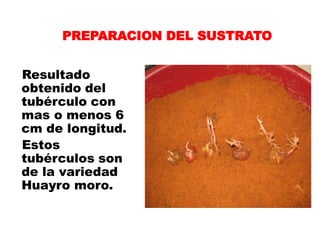 PREPARACION DEL SUSTRATO


Resultado
obtenido del
tubérculo con
mas o menos 6
cm de longitud.
Estos
tubérculos son
de la variedad
Huayro moro.
 