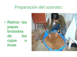 Preparación del sustrato:


• Retirar las
  papas
  brotadas
  de      las
  cajas     o
  tinas
 