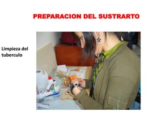 PREPARACION DEL SUSTRARTO




Limpieza del
tuberculo
 