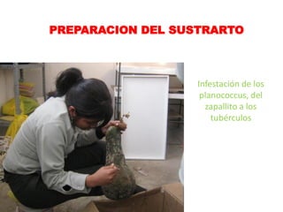 PREPARACION DEL SUSTRARTO



                   Infestación de los
                    planococcus, del
                     zapallito a los
                       tubérculos
 