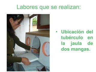 Labores que se realizan:



              • Ubicación del
                tubérculo en
                la jaula de
                dos mangas.
 