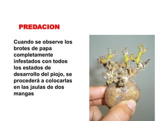 PREDACION

Cuando se observe los
brotes de papa
completamente
infestados con todos
los estados de
desarrollo del piojo, se
procederá a colocarlas
en las jaulas de dos
mangas
 