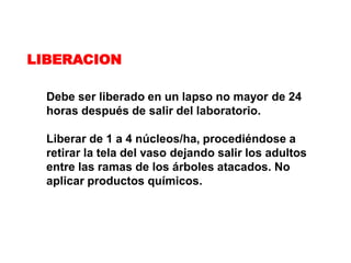 LIBERACION

  Debe ser liberado en un lapso no mayor de 24
  horas después de salir del laboratorio.

  Liberar de 1 a 4 núcleos/ha, procediéndose a
  retirar la tela del vaso dejando salir los adultos
  entre las ramas de los árboles atacados. No
  aplicar productos químicos.
 