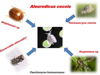 Aleurodicus cocois


                            Cereaocrysa cincta




                                  Ocyptamus sp




Paecilomyces fumosoroseus
 