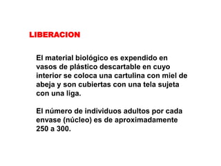 LIBERACION


 El material biológico es expendido en
 vasos de plástico descartable en cuyo
 interior se coloca una cartulina con miel de
 abeja y son cubiertas con una tela sujeta
 con una liga.

 El número de individuos adultos por cada
 envase (núcleo) es de aproximadamente
 250 a 300.
 