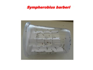 Sympherobius barberi
 