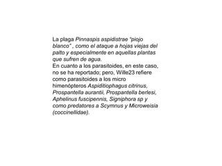 La plaga Pinnaspis aspidistrae “piojo
blanco” , como el ataque a hojas viejas del
palto y especialmente en aquellas plantas
que sufren de agua.
En cuanto a los parasitoides, en este caso,
no se ha reportado; pero, Wille23 refiere
como parasitoides a los micro
himenópteros Aspiditiophagus citrinus,
Prospantella aurantii, Prospantella berlesi,
Aphelinus fuscipennis, Signiphora sp y
como predatores a Scymnus y Microweisia
(coccinellidae).
 