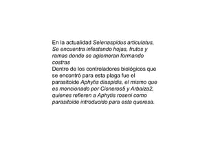 En la actualidad Selenaspidus articulatus,
Se encuentra infestando hojas, frutos y
ramas donde se aglomeran formando
costras
Dentro de los controladores biológicos que
se encontró para esta plaga fue el
parasitoide Aphytis diaspidis, el mismo que
es mencionado por Cisneros5 y Arbaiza2,
quienes refieren a Aphytis roseni como
parasitoide introducido para esta queresa.
 