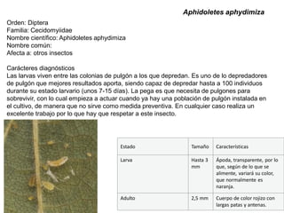 Aphidoletes aphydimiza
Orden: Diptera
Familia: Cecidomyiidae
Nombre científico: Aphidoletes aphydimiza
Nombre común:
Afecta a: otros insectos

Carácteres diagnósticos
Las larvas viven entre las colonias de pulgón a los que depredan. Es uno de lo depredadores
de pulgón que mejores resultados aporta, siendo capaz de depredar hasta a 100 individuos
durante su estado larvario (unos 7-15 días). La pega es que necesita de pulgones para
sobrevivir, con lo cual empieza a actuar cuando ya hay una población de pulgón instalada en
el cultivo, de manera que no sirve como medida preventiva. En cualquier caso realiza un
excelente trabajo por lo que hay que respetar a este insecto.




                                       Estado                   Tamaño    Características

                                       Larva                    Hasta 3   Ápoda, transparente, por lo
                                                                mm        que, según de lo que se
                                                                          alimente, variará su color,
                                                                          que normalmente es
                                                                          naranja.

                                       Adulto                   2,5 mm    Cuerpo de color rojizo con
                                                                          largas patas y antenas.
 