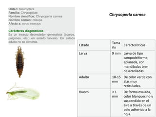 Orden: Neuroptera
Familia: Chrysopidae
Nombre científico: Chrysoperla carnea                    Chrysoperla carnea
Nombre común: crisopa
Afecta a: otros insectos

Carácteres diagnósticos
Es un insecto depredador generalista (ácaros,
pulgones, etc.) en estado larvario. En estado
adulto no se alimenta.                                    Tama
                                                Estado         Características
                                                          ño
                                                Larva     9 mm Larva de tipo
                                                               campodeiforme,
                                                               aplanada, con
                                                               mandíbulas bien
                                                               desarrolladas.
                                                Adulto    10-15 De color verde con
                                                          mm    alas muy
                                                                reticuladas.
                                                Huevo     <1     De forma ovalada,
                                                          mm     color blanquecino y
                                                                 suspendido en el
                                                                 aire a través de un
                                                                 pelo adherido a la
                                                                 hoja.
 