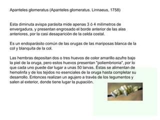 Apanteles glomeratus (Apanteles glomeratus. Linnaeus, 1758)


Esta diminuta avispa parásita mide apenas 3 ó 4 milímetros de
envergadura, y presentan engrosado el borde anterior de las alas
anteriores, por la casi desaparición de la celda costal.

Es un endoparásito común de las orugas de las mariposas blanca de la
col y blanquita de la col.

Las hembras depositan dos o tres huevos de color amarillo azufre bajo
la piel de la oruga, pero estos huevos presentan "poliembrionia", por lo
que cada uno puede dar lugar a unas 50 larvas. Éstas se alimentan de
hemolinfa y de los tejidos no esenciales de la oruga hasta completar su
desarrollo. Entonces realizan un agujero a través de los tegumentos y
salen al exterior, donde tiene lugar la pupación.
 
