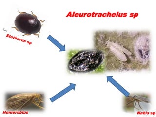 Aleurotrachelus sp




Hemerobius                    Nabis sp
 