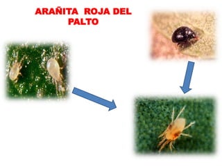 ARAÑITA ROJA DEL
     PALTO
 