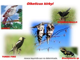 Oiketicus kirbyi




                                               GUARDACABALLO


CHISCO




TORDO FINO
             mosca taquinida aun no determinada.   Brachymeria sp
 