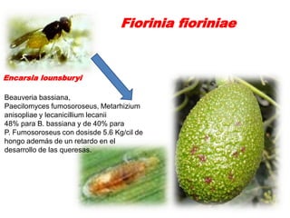 Fiorinia fioriniae


Encarsia lounsburyi

Beauveria bassiana,
Paecilomyces fumosoroseus, Metarhizium
anisopliae y lecanicillium lecanii
48% para B. bassiana y de 40% para
P. Fumosoroseus con dosisde 5.6 Kg/cil de
hongo además de un retardo en el
desarrollo de las queresas.
 