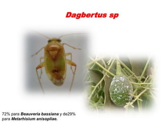 Dagbertus sp




72% para Beauveria bassiana y de29%
para Metarhisium anisopliae.
 