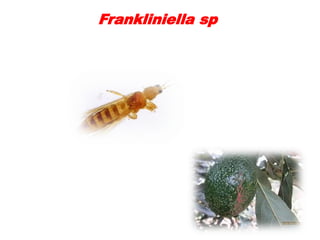 Frankliniella sp
 