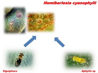 Hemiberlesia cyanophylli




Signiphora                    Aphytis sp
 